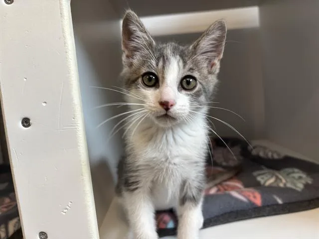 Loki