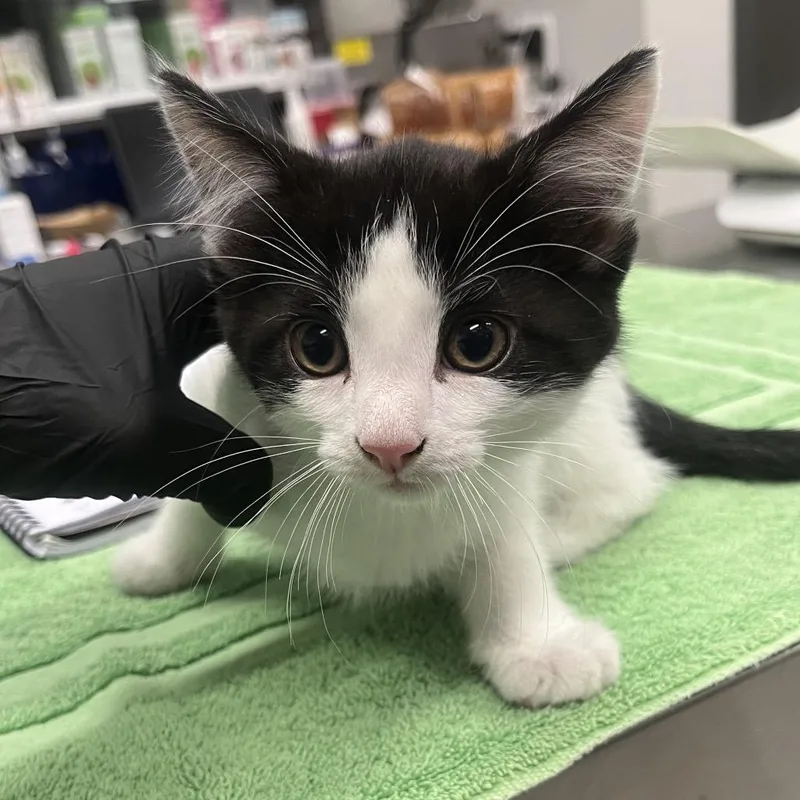 A baby small-sized male Domestic Short Hair cat named Sakura for adoption in Hinsdale, IL