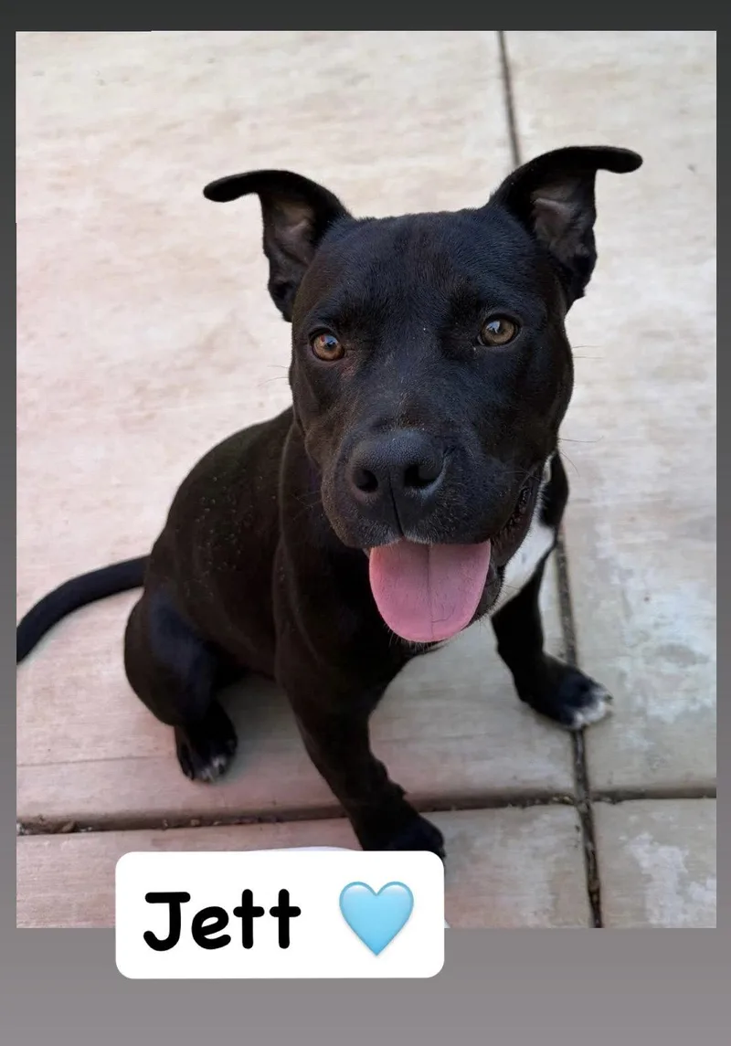 A baby medium-sized male American Staffordshire Terrier dog named Jett for adoption in San Diego, CA