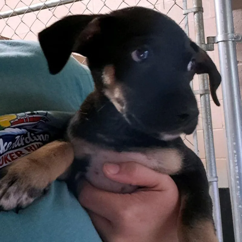 A baby small-sized female Black Mixed Breed dog named Sam for adoption in Valley, AL