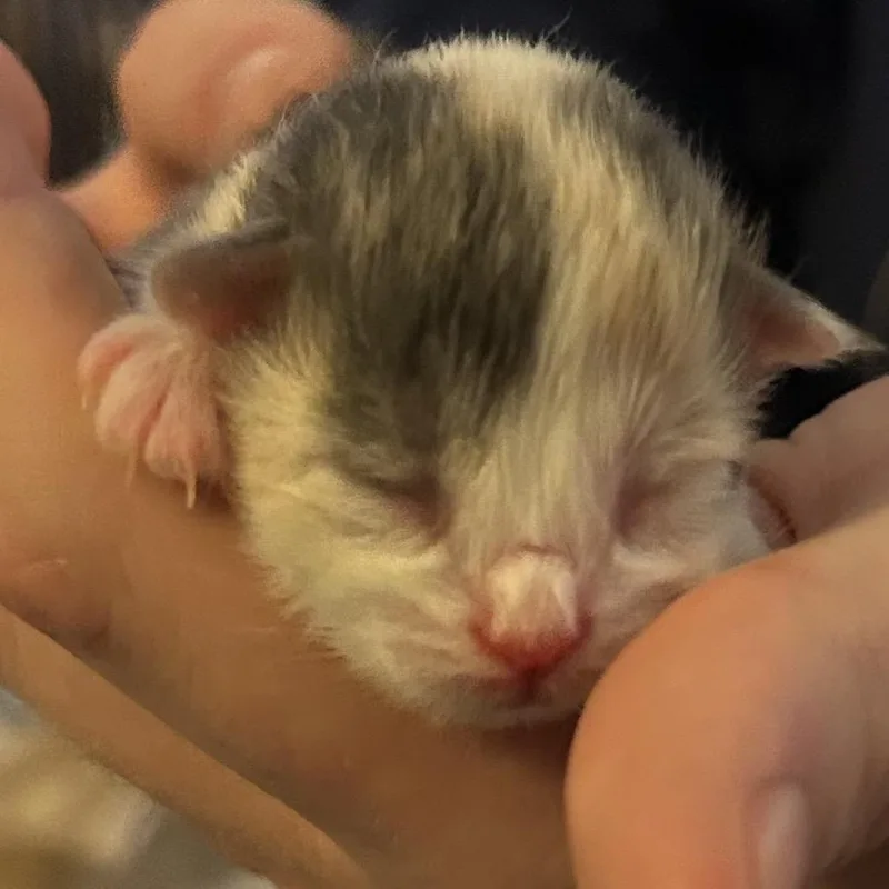 A baby small-sized female Calico Domestic Short Hair cat named Joan Jett for adoption in Corydon, IN