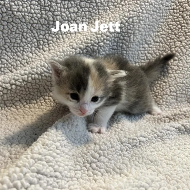 Joan Jett thumbnail 2