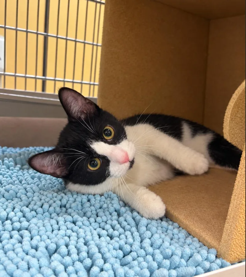 A baby medium-sized female Black & White / Tuxedo Domestic Short Hair cat named Petunia for adoption in San Juan Capistrano, CA