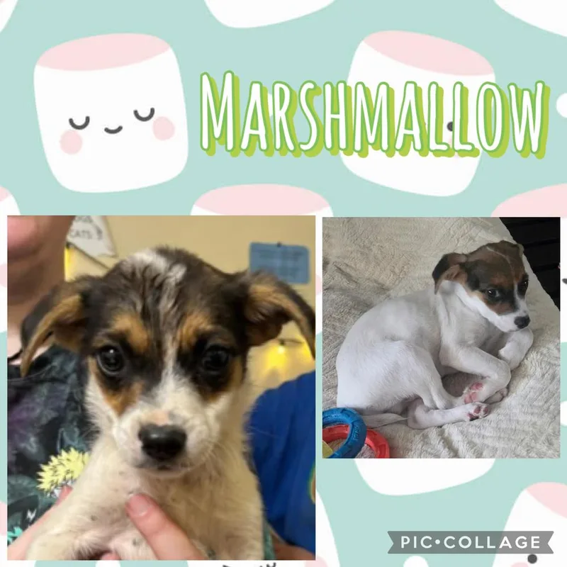 Marshmallow thumbnail 3