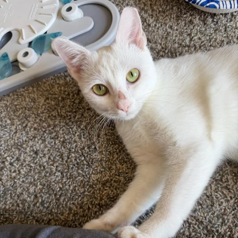 A young small-sized female White Domestic Short Hair cat named Fifi for adoption in Mebane, NC