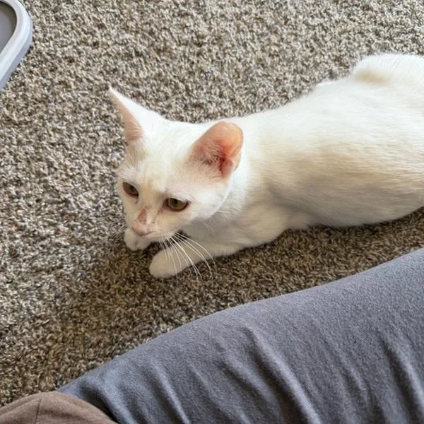Fifi thumbnail 2
