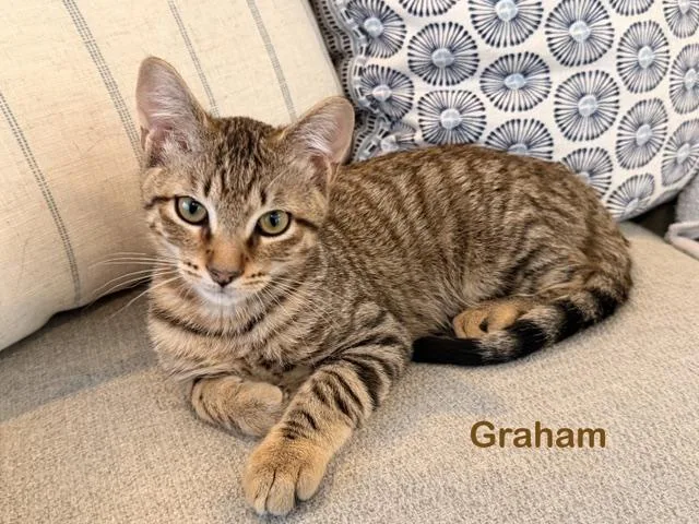 A baby small-sized male Tabby cat named Graham for adoption in North Billerica, MA