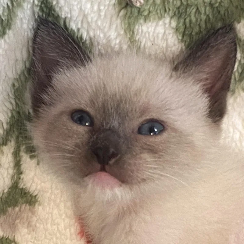 A baby small-sized female Siamese cat named Poppy for adoption in Long Beach, CA