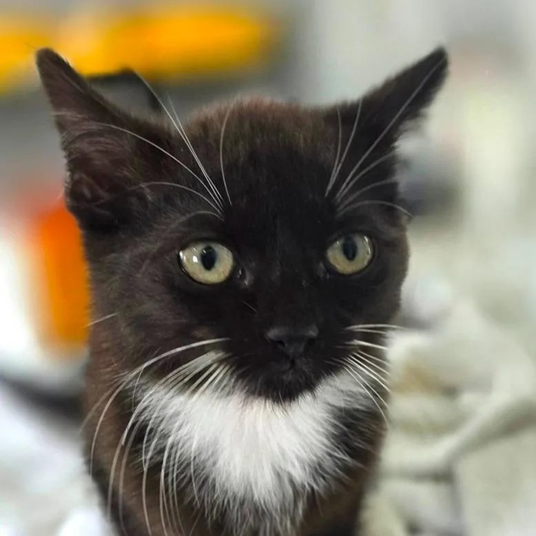 A baby medium-sized male Black Domestic Short Hair cat named Brioche for adoption in Chapel Hill, NC