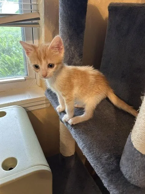 A baby medium-sized male Orange & White Domestic Short Hair cat named Sesame for adoption in Orlando, FL