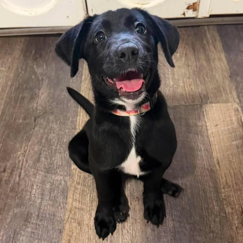 A baby small-sized female Black Labrador Retriever dog named Maggie for adoption in Enterprise, AL