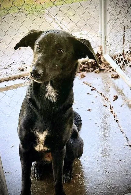 An adult medium-sized female German Shepherd Dog dog named Maggie for adoption in Huntley, IL