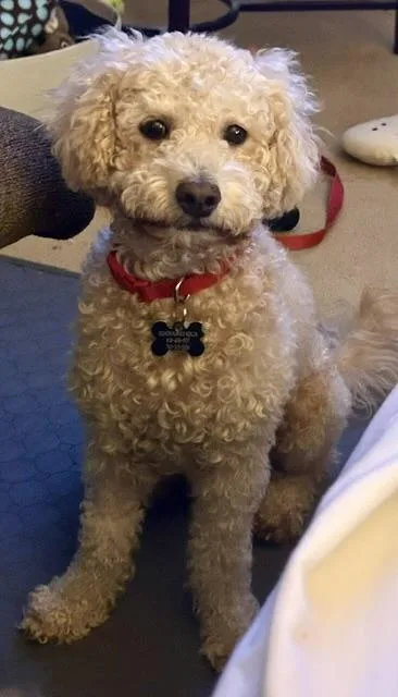 A young small-sized male White / Cream Bichon Frise dog named Blissful and Beloved Bentley for adoption in Carlsbad, CA