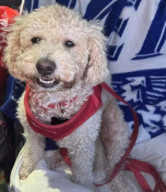 Blissful and Beloved Bentley thumbnail 2
