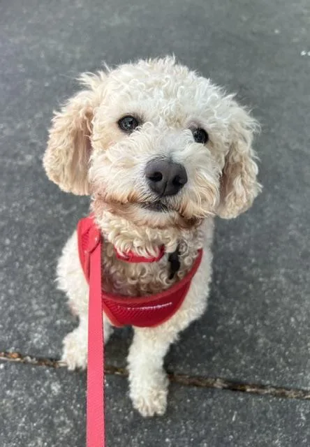 Blissful and Beloved Bentley thumbnail 4