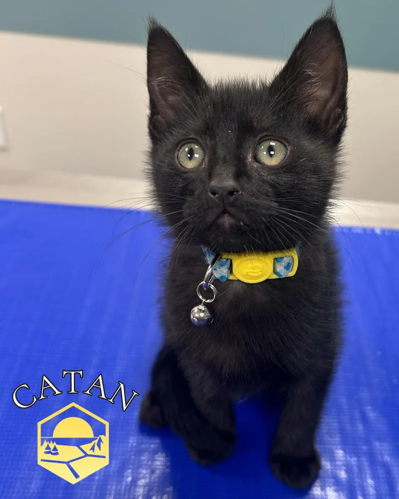 A baby small-sized male Domestic Short Hair cat named Catan for adoption in Toledo, OH