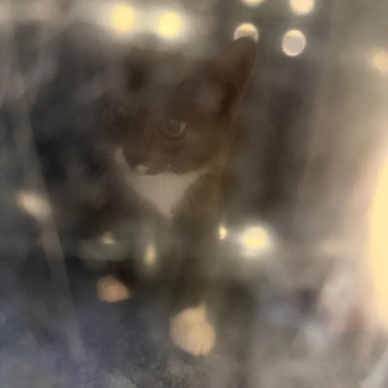 A baby small-sized female Gray / Blue / Silver Domestic Short Hair cat named Gold Coast Shrimp for adoption in Charlottesville, VA