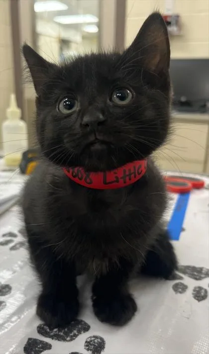 Little Cheese