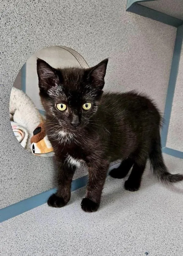 A baby small-sized female Domestic Short Hair cat named Nebula for adoption in Skillman, NJ
