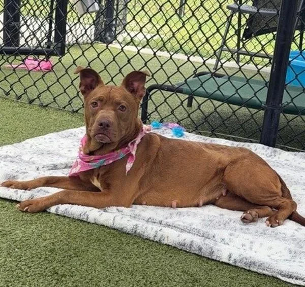 An adult medium-sized female Pit Bull Terrier dog named Tootsie Roll for adoption in Lafayette, LA