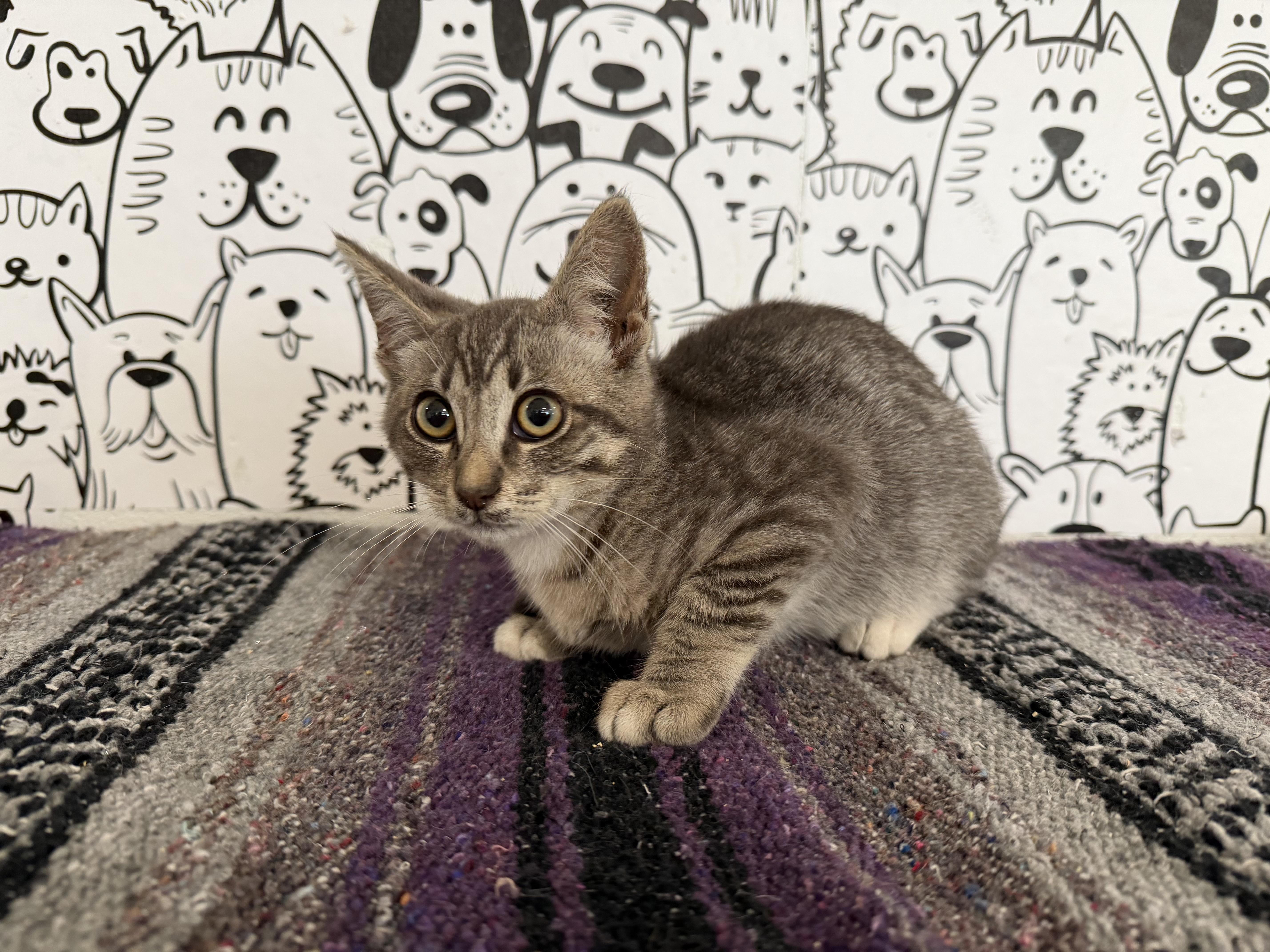 A baby small-sized female Domestic Short Hair cat named Moe for adoption in San Pedro, CA