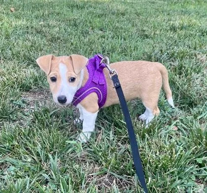 Chiquita
