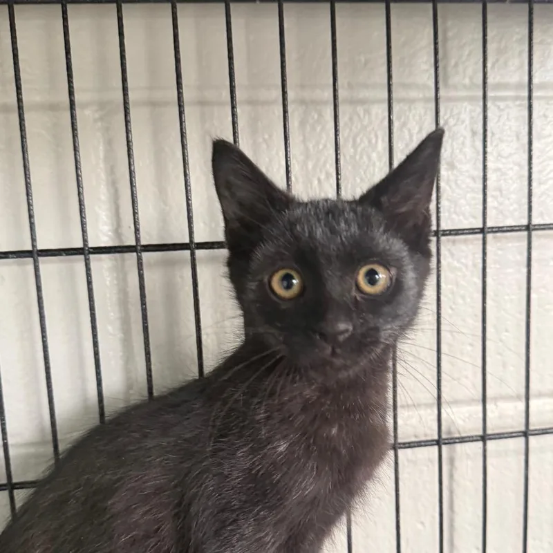 A baby small-sized male Black Domestic Medium Hair cat named Bernie for adoption in Montgomery, AL