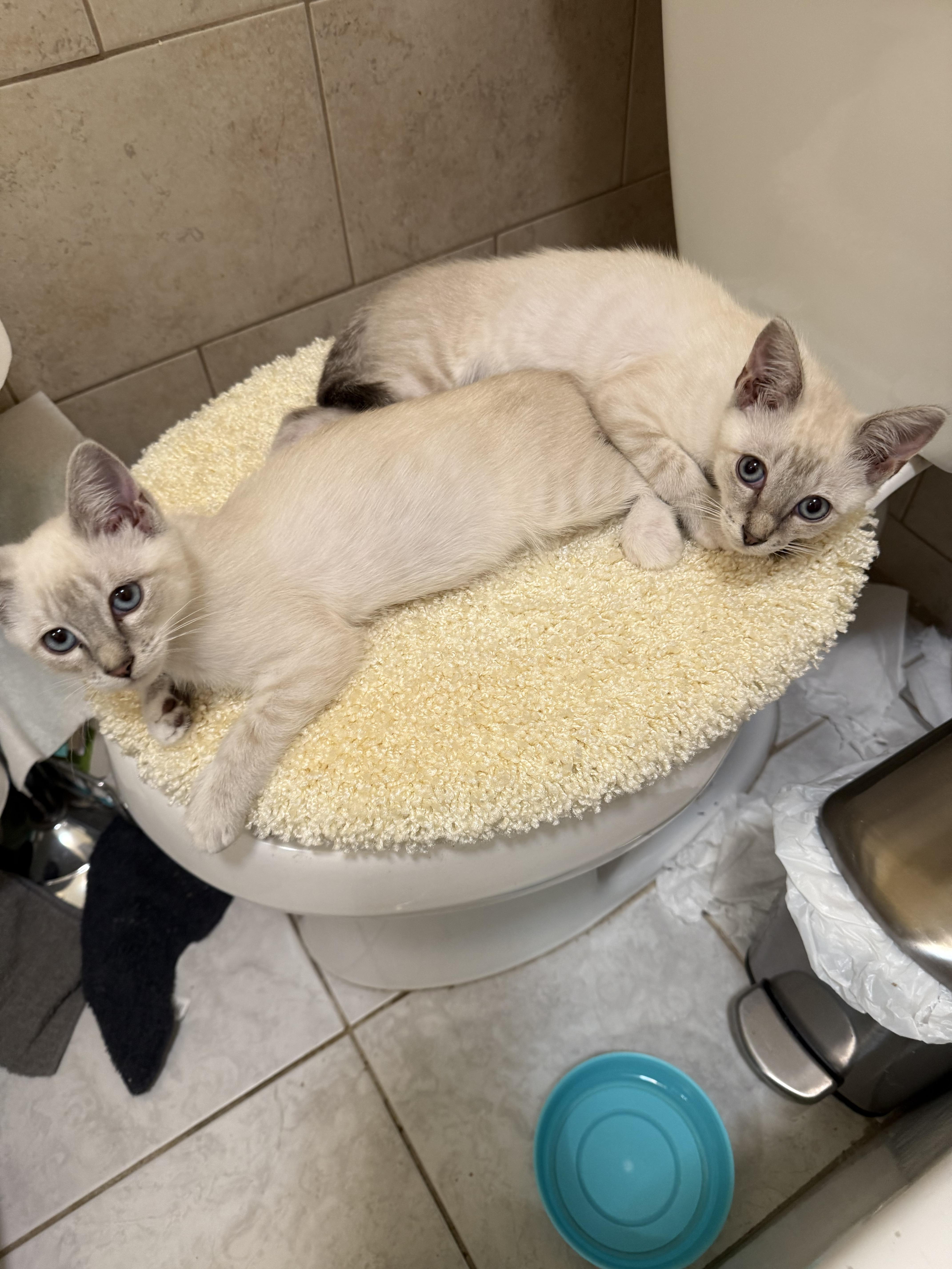 A baby medium-sized female Blue Cream Siamese cat named Nila for adoption in Santa Ana, CA