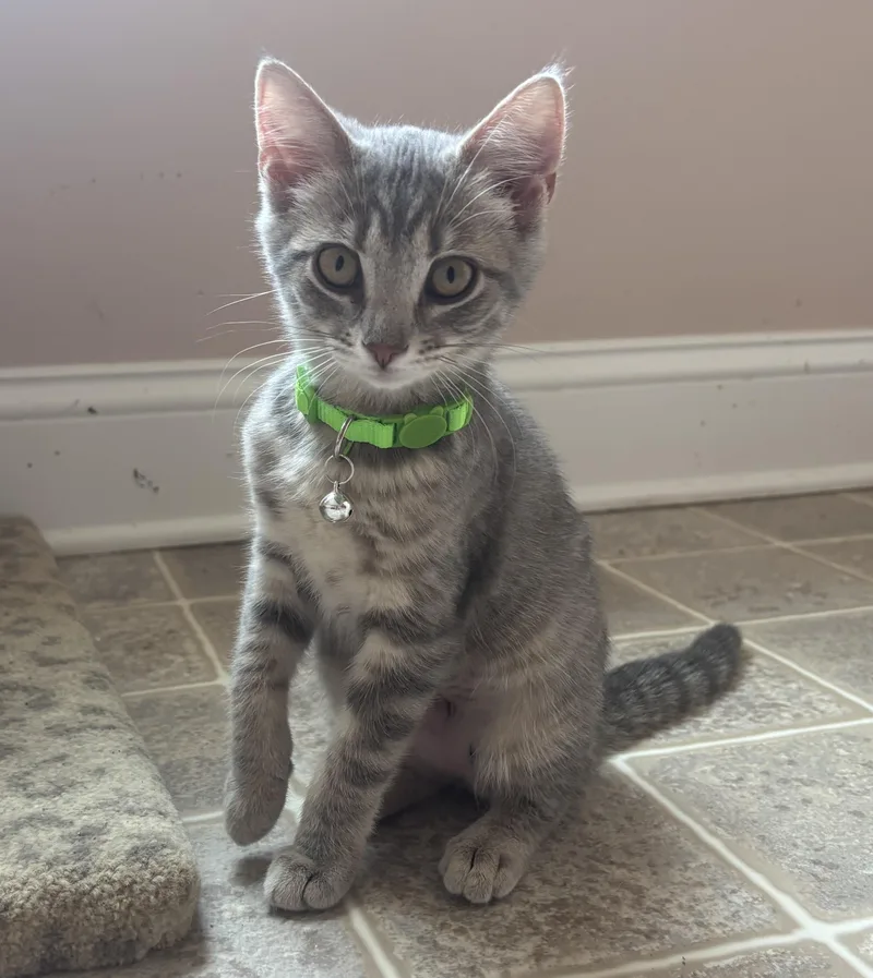 A baby medium-sized female Tabby (Gray / Blue / Silver) Domestic Short Hair cat named Clover for adoption in Breinigsville, PA