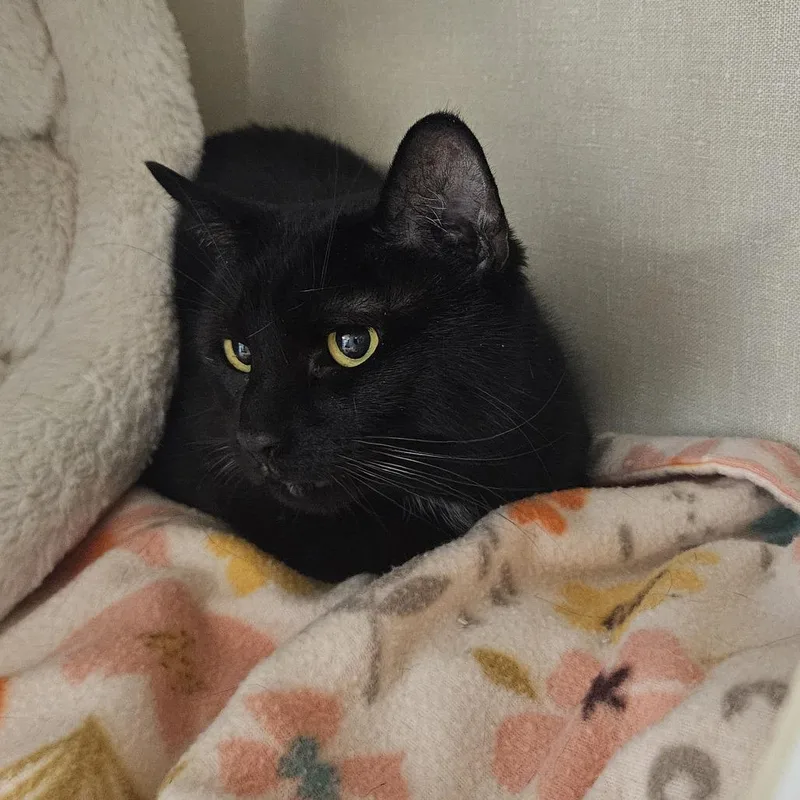 An adult small-sized female Black Domestic Short Hair cat named Angel for adoption in Conway, NH