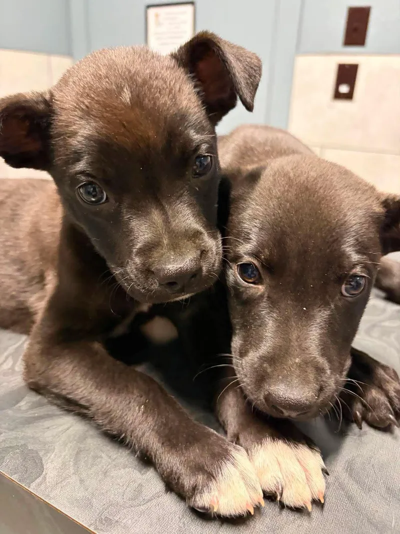 A baby medium-sized male Black Labrador Retriever dog named Starsky for adoption in San Antonio, TX
