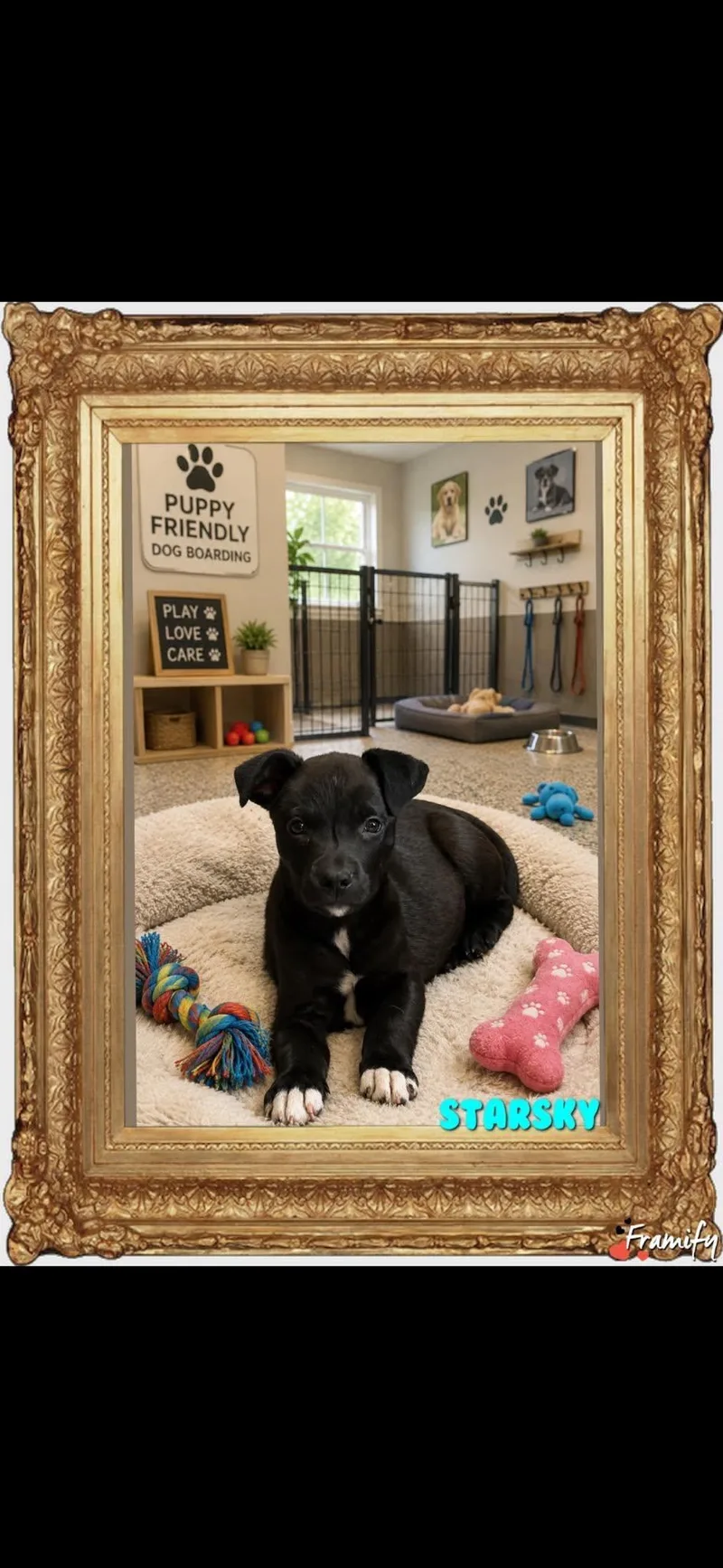 Starsky thumbnail 2
