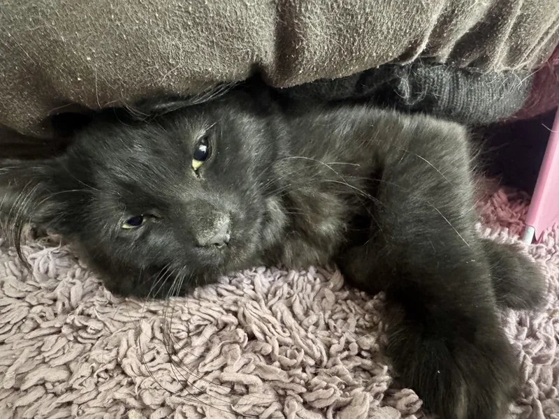 A young medium-sized female Domestic Short Hair cat named Aurora for adoption in Wasilla, AK
