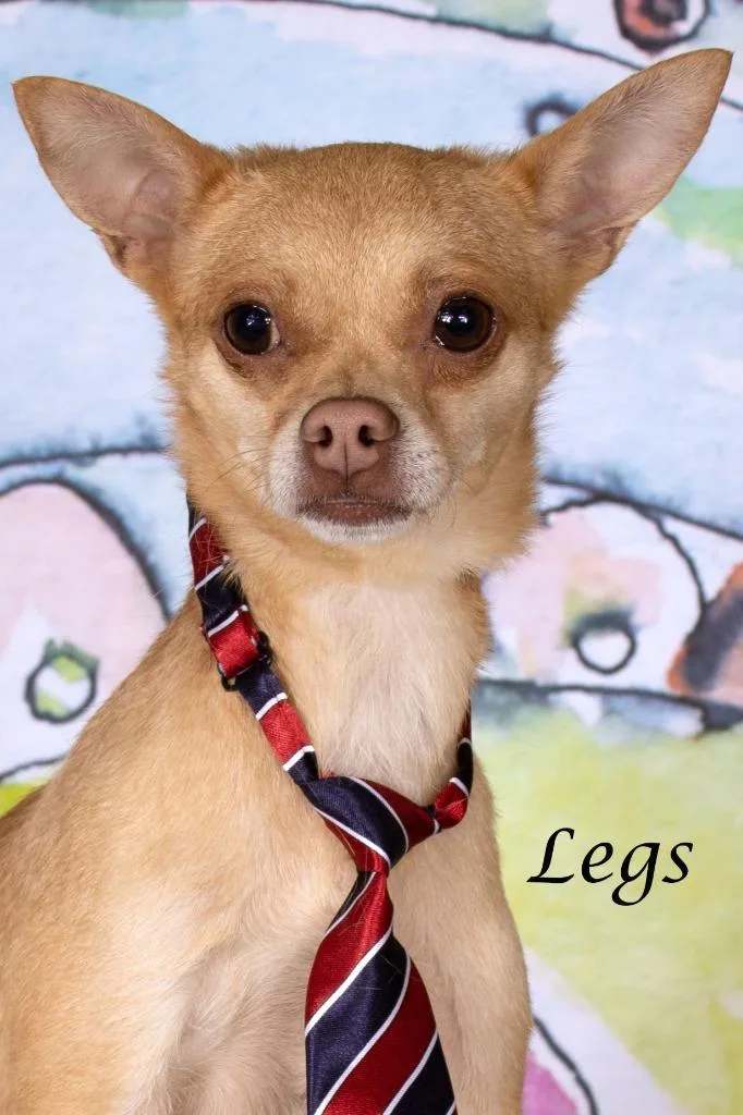 Legs thumbnail 2
