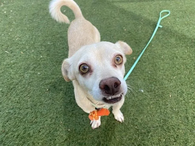 An adult small-sized male Chihuahua dog named Tonka for adoption in Phoenix, AZ