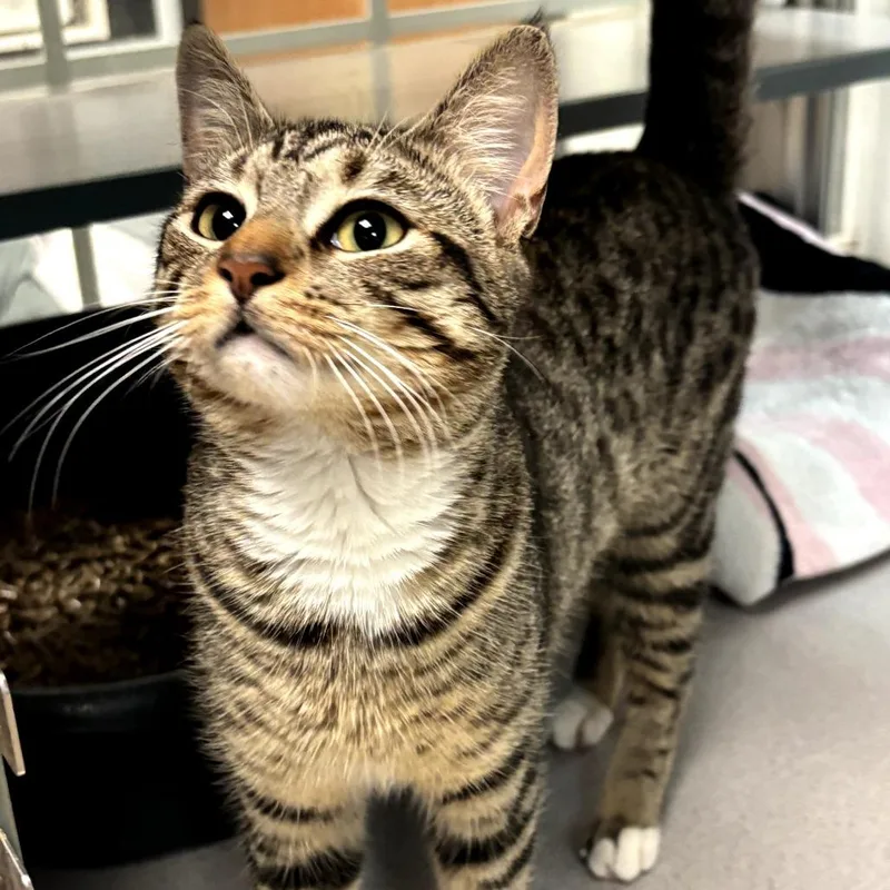 An adult medium-sized female Brown / Chocolate Domestic Short Hair cat named Tabbytha for adoption in Walden, NY