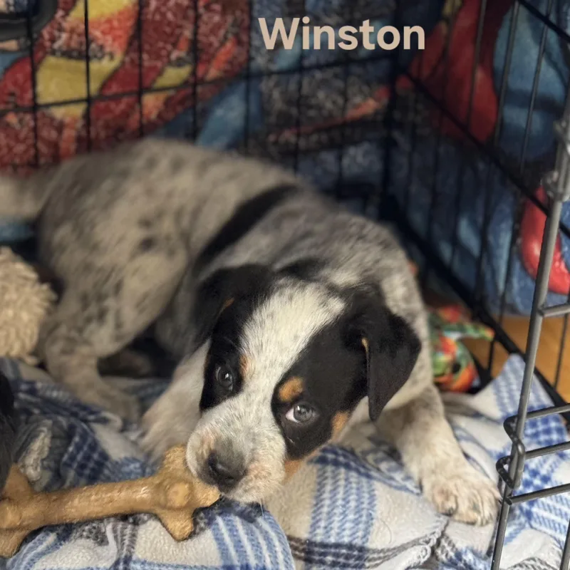Winston