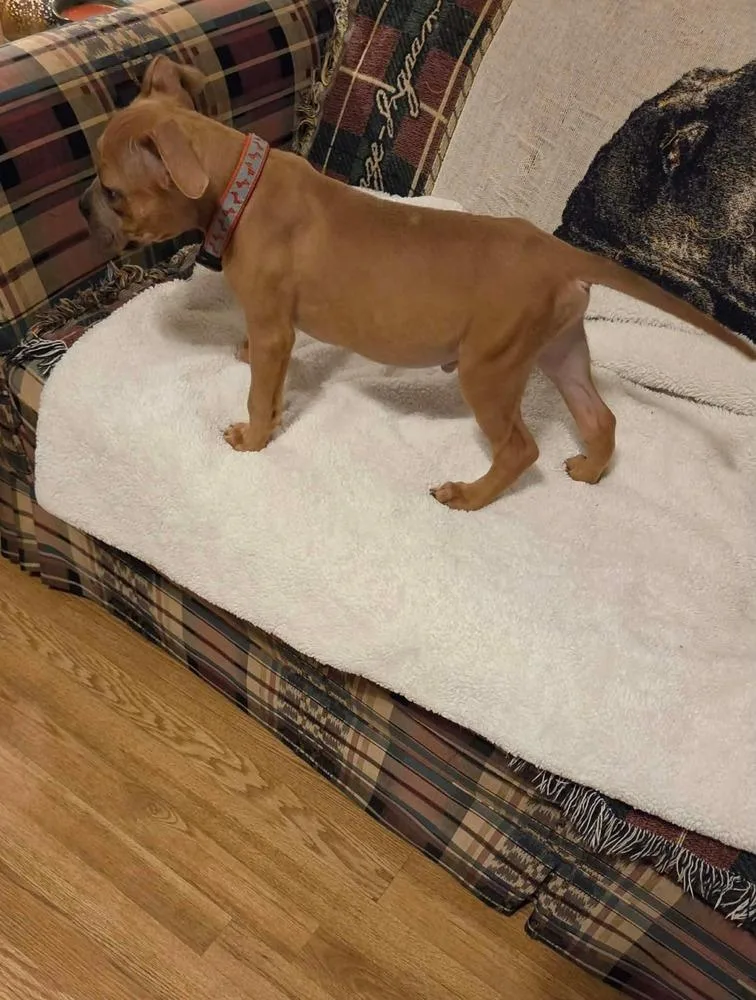 A baby small-sized male Boxer dog named Saban for adoption in Milton, FL