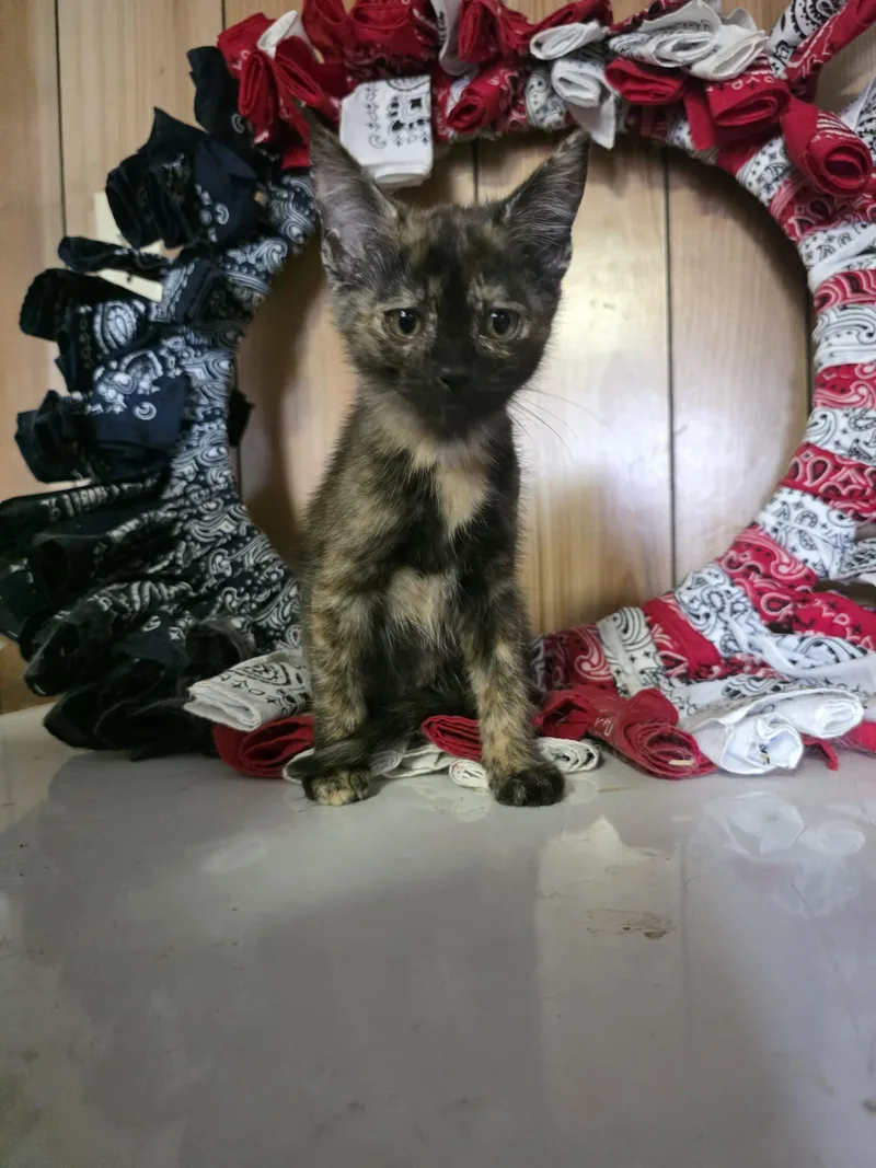 A baby medium-sized female Tortoiseshell Domestic Short Hair cat named Sprinkles for adoption in Cosby, TN