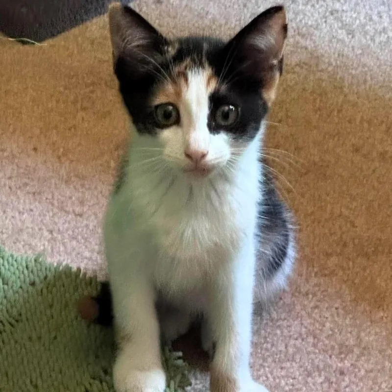 Callie