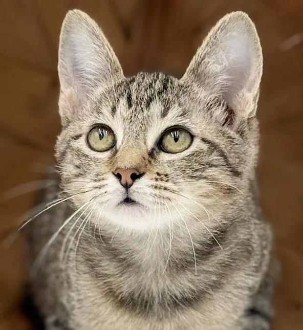 Luna Is A Love thumbnail 5