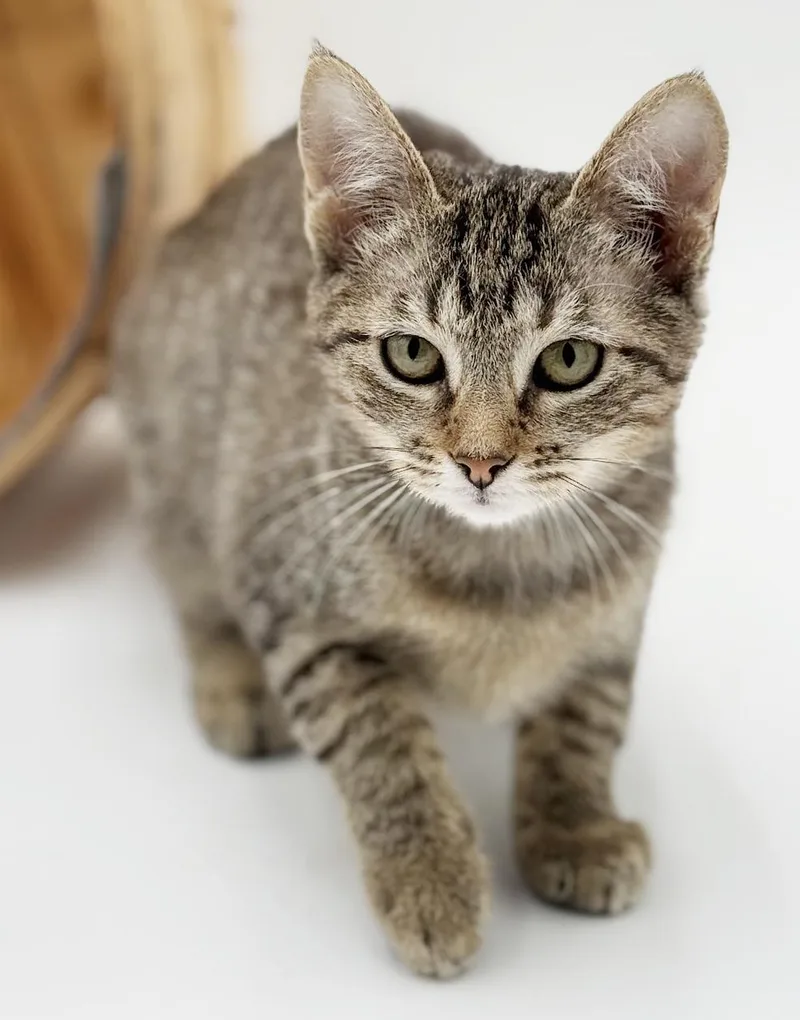 A baby small-sized female Tabby (Brown / Chocolate) Tabby cat named Luna Is A Love for adoption in Bedford Hills, NY