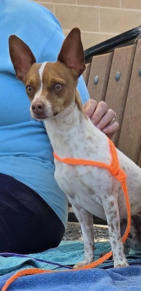 An adult small-sized male Chihuahua dog named Pineapple for adoption in Corona, CA