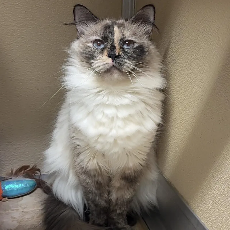 A young medium-sized female Seal Point Domestic Long Hair cat named Malibu for adoption in Kearneysville, WV