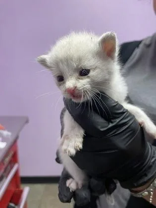 A baby small-sized female Domestic Short Hair cat named 61779277 for adoption in El Paso, TX