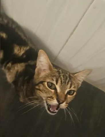 A young medium-sized female Domestic Short Hair cat named Siren for adoption in Phoenix, AZ