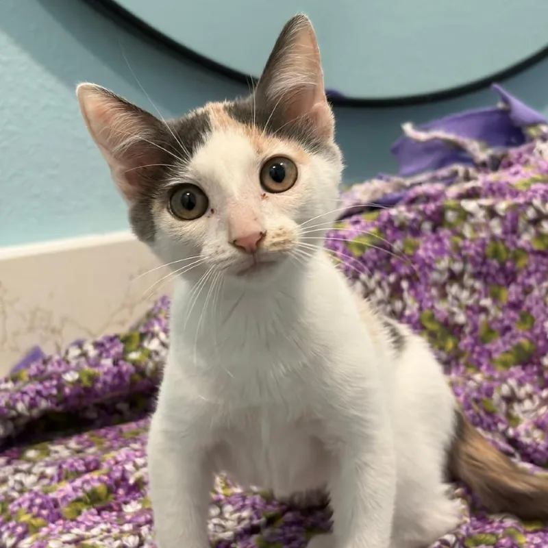 A baby small-sized female Domestic Short Hair cat named Poppy for adoption in Harlingen, TX