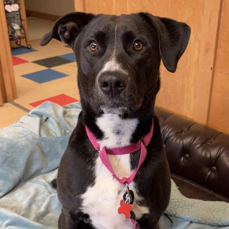 A young medium-sized female Labrador Retriever dog named Tippy for adoption in Valparaiso, IN