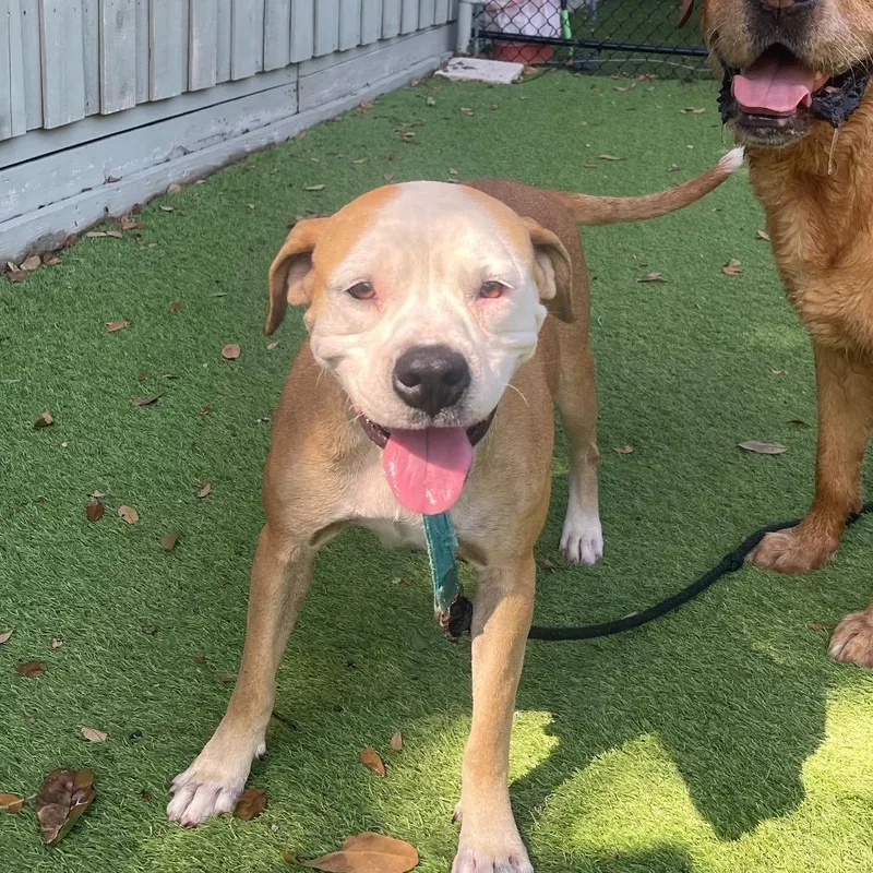 An adult medium-sized female Yellow / Tan / Blond / Fawn Mixed Breed dog named Charlotte for adoption in Merritt Island, FL