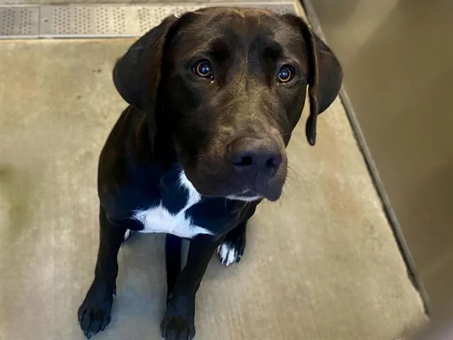 An adult large-sized female Labrador Retriever dog named Lacy for adoption in Tustin, CA